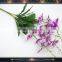factory for sale cattleya orchids price