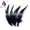 Black Saddle Badger Rooster Feathers