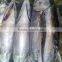 frozen fresh whole tuna fish new