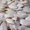 pumpkin seeds