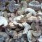 Fresh IQF champignon mushroom cut