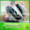 canned mackerel in brine