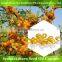 Health Supplements Seabuckthorn Oil Capsule