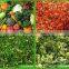 Sale Fruit and vegetable crusher fruit vegetable crusher machine fruit vegetale crusher juicer