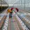 Ultra clear float glass greenhouse (ISO9001:2000)