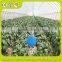 Hot Galvanized Pipe Cheap Plastic Film Agriculture Single Span Tunnel Greenhouse