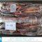 Frozen Illex Argentinus Squid