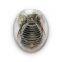 Factory Supply Home Plug In Ultrasonic + Electromagnetic Dust Mite / Bed Bugs / Spider Repeller