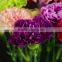 New purple crystal price fresh cut flowers carnation