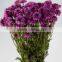Fresh cut hot selling chrysanthemum bush mum bunch