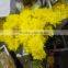 Top quality Cheapest yellow mountain chrysanthemum flower