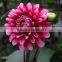 Beautiful best selling quality dahlia whole sale