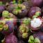 FRESH MANGOSTEEN FOR SALE