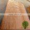 red color veneer burckella veneer similar to gurjan face veneer