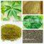 Health care Guilin China famous green tea