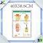 custom printed embossed pvc 3d medical poster/anatomical chart (teeth)