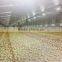 automatic environmental controlled chicken farms construction