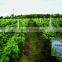 Organic fertilizer prices for seaweed and humic acid compost fertilizer