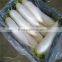 White Luobo Fresh Raddish