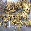 Chinese Best Quality Low Price Fresh Ginger