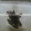 cassia broken from China