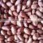 INDIAN SUPPLIER BEST 60/70 JAVA PEANUT KERNEL