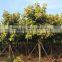 Ficus Elastica Roxb.'Schryver Iana' Tree