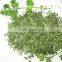 Hot new products for 2015 coriander seed price made in china 