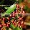 China products pepper best selling products in dubai
