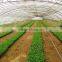 Agriculture tunnel plastic commercial greenhouse