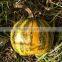 Pumpkin Seeds