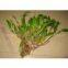 100% natural Dendrobium extract