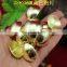 Umbrella shape antique brass nails for sofa