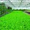 Organic water soluble fertilizer Corn Steep Liquor Powder for Liquid Organic Fertilizer corn steep powder