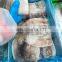 BQF frozen clean squid fillet skin on wing on