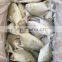 china IQF golden pompano frozen golden pompfret frozen golden pompano fish