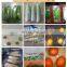 Greenery / Vegetables / iceberg lettuce Automatic Horizontal Packaging Machine