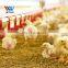 Prefabricated 800M2 10000 pcs steel structure chicken house  poultry farm sheds metal sheds 1000M2 cow steel sheds for Nigeria