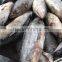 Whole round 3.4kgs up frozen skipjack tuna fish
