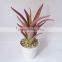 MINI Aloe Vera Plants For Sale