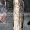 Peru giant squid wings available for shipment