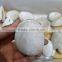 Natural Polished Ammonite Conch Fossils for Sale