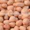 Peanut with Shell