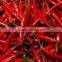 Red Chilli Available...