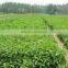 2015 High Purity Stevia Reb-A98%