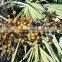 GMP Natural High Quality Saw Palmetto Extract/Saw Palmetto Extract Powder/Fatty acid