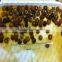 PHOLIOTA NAMEKO small pickled nameko mushroom best canned mushrooms