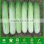 CU13 Wawa Very Early Maturity f1 Hybrid Cucumber Seeds Chinese Vegetable Seeds