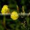 Oil for female health evening primrose oil