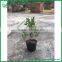 Evergreen Tree s Shape Mini Bonsai